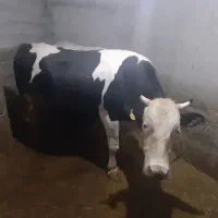 ۳راس  گوساله نر  کشتاری