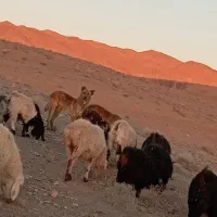 کوچ گله ای ضمانتی