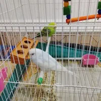 جفت مرغ عشق