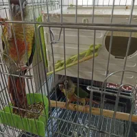 طوطی گرینچیک دستی سخنگو|پرنده|فردیس, فرامرزیه|دیوار