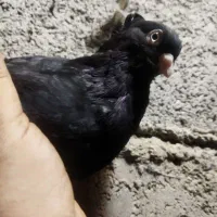 زاغ ماده ابادانی خوشکل