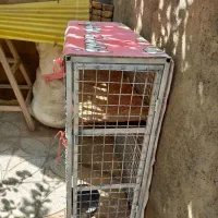 قفس کبوتر و مرغ