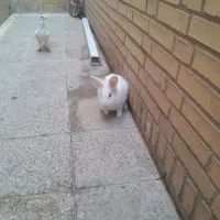 خرگوش سرحال و فرز|موش و خرگوش|شوشتر, |دیوار