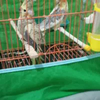 عروس هلندی با قفس کامل