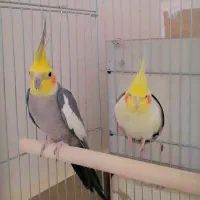 یک جفت عروس هلندی مولد
