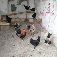 مرغ خروس محلی چاه قائدی وحید کشتکار|حیوانات مزرعه|لامرد, |دیوار