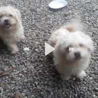 فروش دو سگ مالتیز