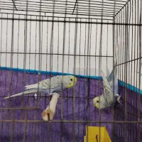 مرغ عشق جوان