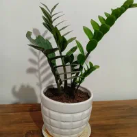 گل و