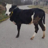 لیشه چالوسی کله ماستی گوساله ماده گاو