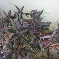 گل طبیعی|گل و گیاه طبیعی|ایذه, |دیوار