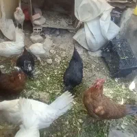 مرغ پا پر|حیوانات مزرعه|شیراز, شهرک سعدی|دیوار