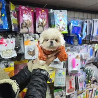 پیکینیز امپریال سوپر سایلنت