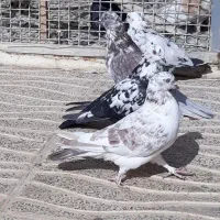 کبوتر