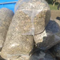 ذرت علوفه ای|عمدهفروشی|فاضل آباد, |دیوار