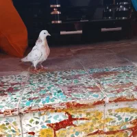 کبوتر|پرنده|جوادآباد, |دیوار