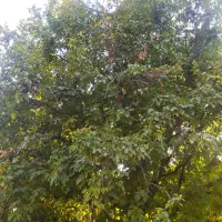 ویلا و باغ در چهار خروار|فروش خانه و ویلا|بجنورد, |دیوار