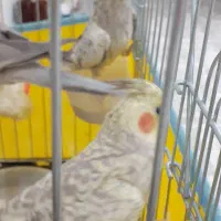 عروس هلندی ماده|پرنده|فردیس, نگارستان|دیوار