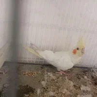 عروس هلندی|پرنده|چناران, |دیوار