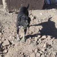 سگ باغ|سگ|قوچان, |دیوار