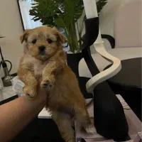 سگ مالتیپو (پودل+مالتیز)۲ ماهه عروسک