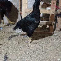 مرغ و خروس لاری