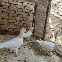 خال زرد کله هما هفت رنگ کلاغ دم سفید|پرنده|سبزوار, توحیدشهر|دیوار