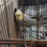 عروس هلندی نر و ماده با سه تا تخم|پرنده|تهران, دولاب|دیوار