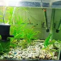 آکواریوم کامل|ماهی|زنجان, |دیوار