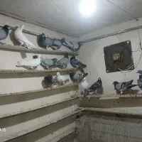 کفتر گیلانده