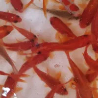 فروش عمده ماهی قرمز و تنگ ماهی