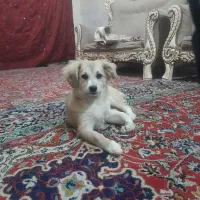 سگ پاکوتاه خونگی