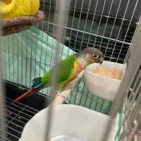 گیرینچیک|پرنده|نظرآباد, رسالت|دیوار