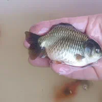 گلد فیش سایز|ماهی|ارومیه, |دیوار