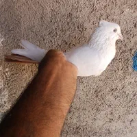 کبوتر