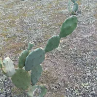 میوه ،برگ و نهال  اپونتیا کاکتوس|عمده‌فروشی|کیاشهر, |دیوار