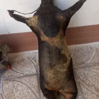 هیزه|کلکسیون و سرگرمی|کوهدشت, |دیوار