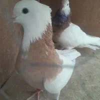 کفتر طوقی نرو ماده