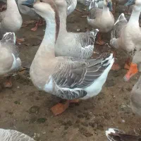 غاز مولدقوغازاکراینی غاز دورگه قوغازسفیدغازمحلی|حیوانات مزرعه|آستانه اشرفیه, |دیوار