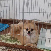 پامر روباهی ماده آماده جفتگیری|سگ|صحنه, |دیوار