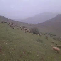میش و بره ،
