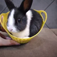 خرگوش‌‌ یک ماهه‌|موش و خرگوش|دورود, |دیوار