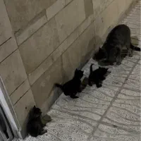 بچه گربه گمشده