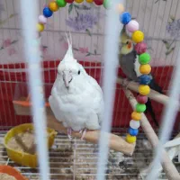 جفت عروس هلندی دستی|پرنده|مشهد, انقلاب|دیوار