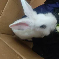 خرگوش باهوش|موش و خرگوش|تهران, مسعودیه|دیوار