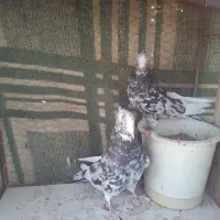 کفتر نقش و پرشی و پلاکی