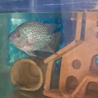 ماهی فلاور قیمت توافقی