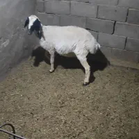 دوتا میش|حیوانات مزرعه|تفت, |دیوار