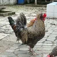 ۳تا خروس کاکلی