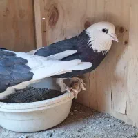 ۶ عدد کفتر عالی